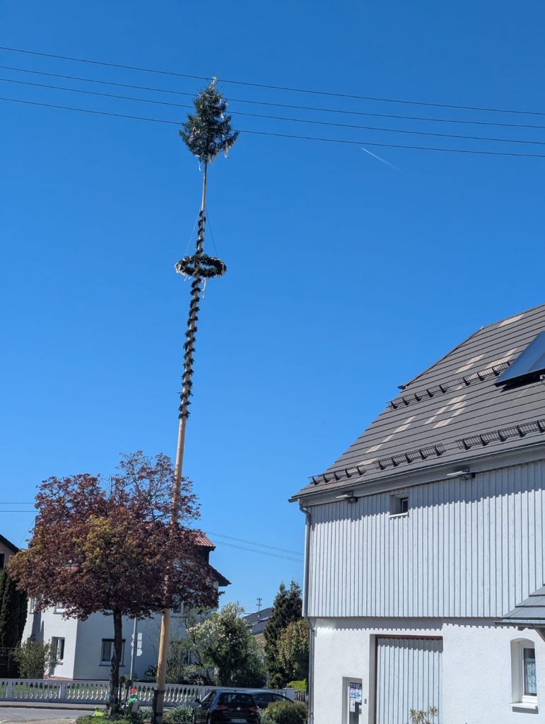 Maibaum 2026